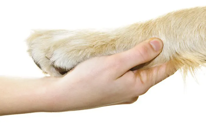 Pattes de chien