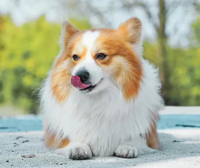 éducation du chien adulte